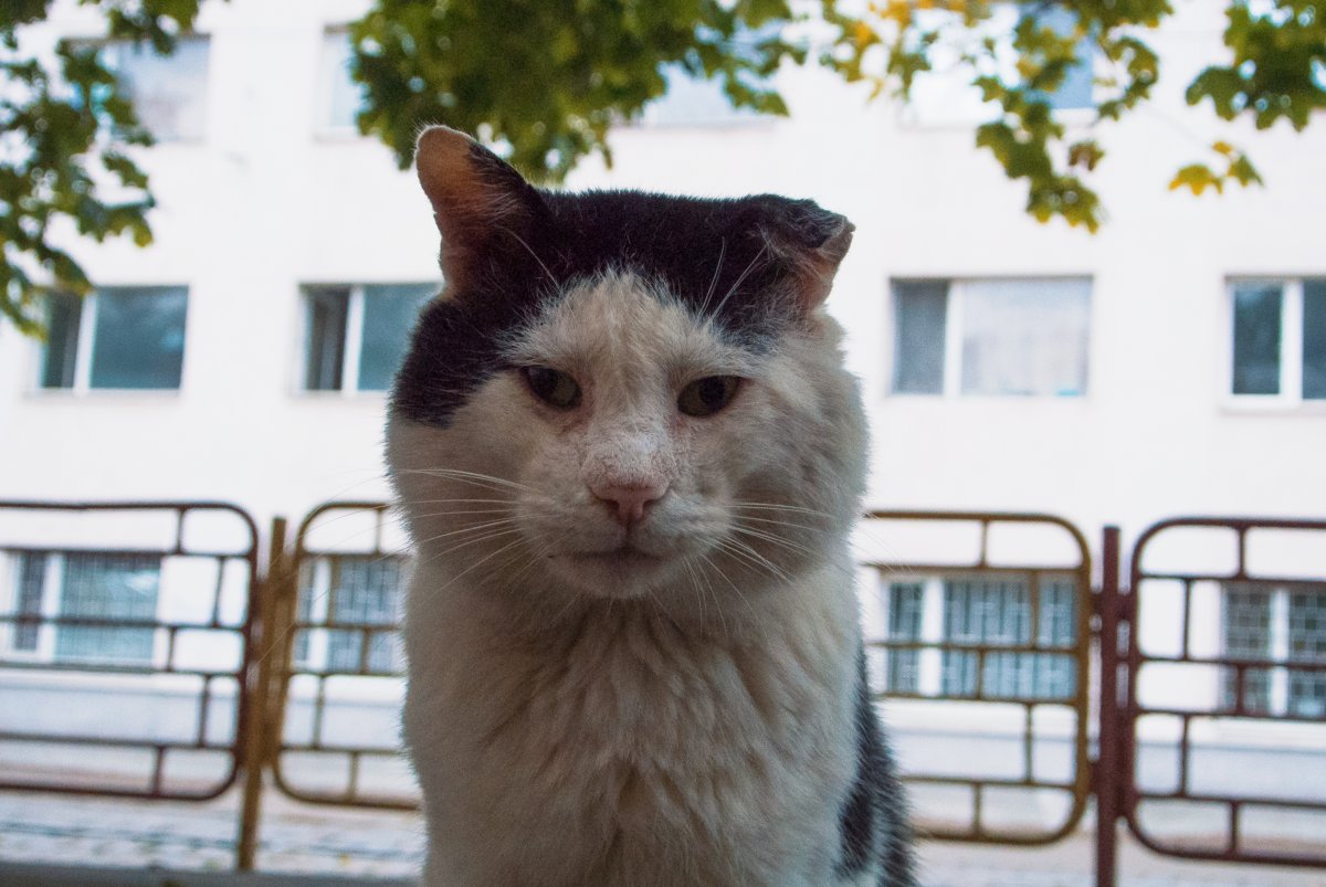 Cat with missing ear
