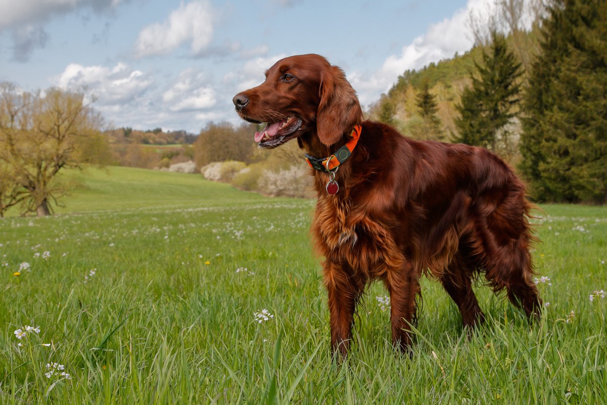 The Top 15 Friendliest Dog Breeds, According to Study - Newsweek