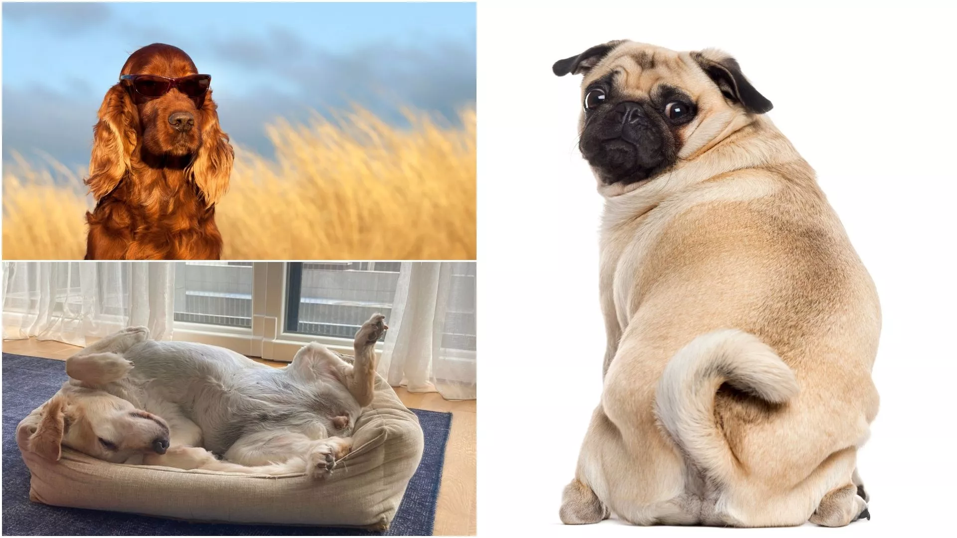 The Top 15 Friendliest Dog Breeds, According to Study - Vimarsana News