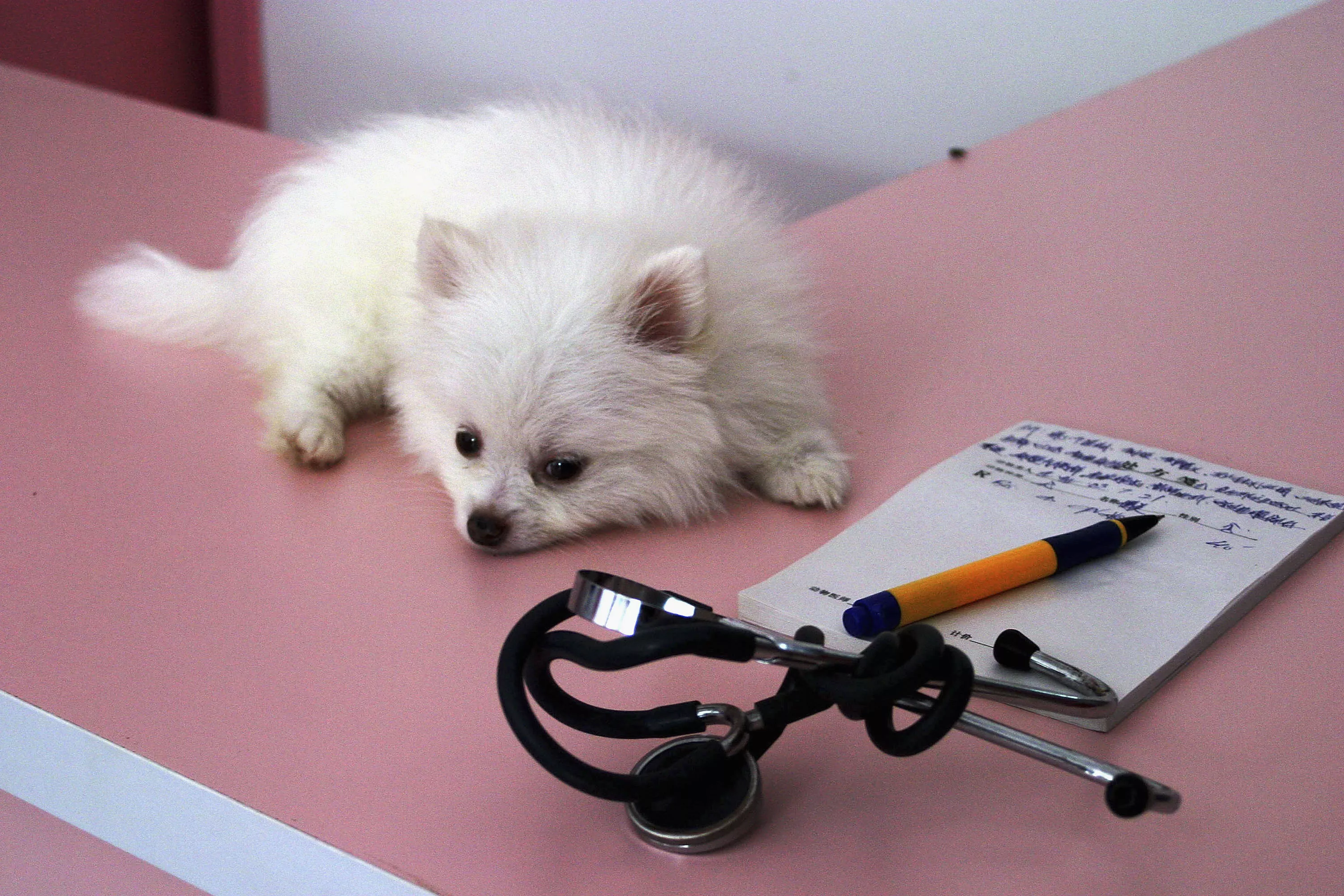 Deadly Disease Spreads After Walks at Popular Dog Spot - Vimarsana News