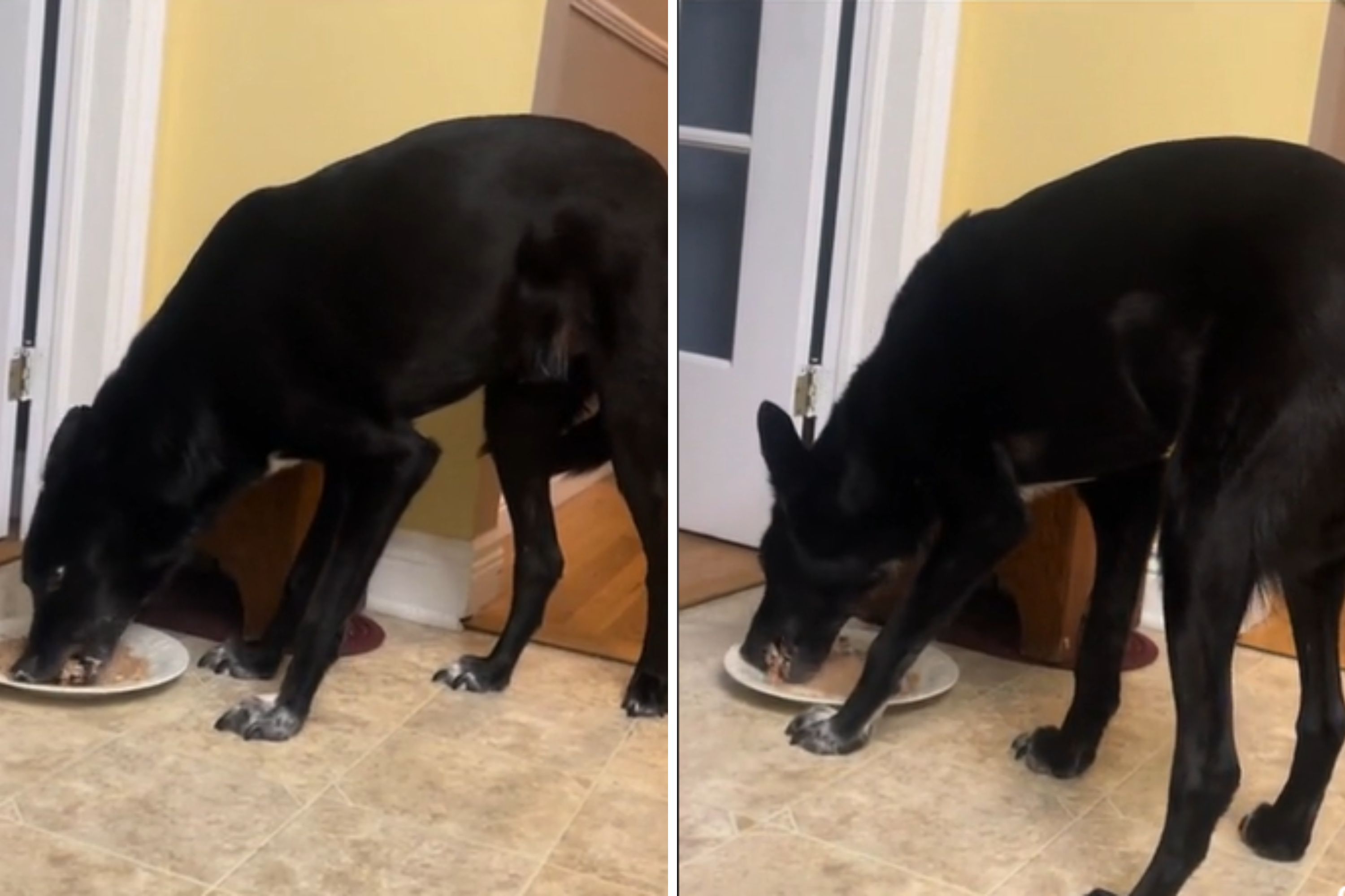 Rescue Dog Has Unusual Way of Showing Happiness at Treats 'Sound On' Newsweek