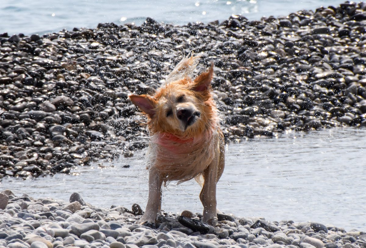 Labrador