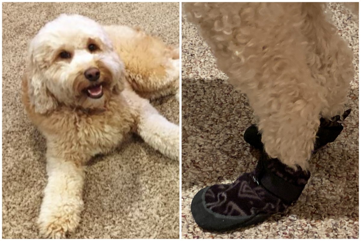 A goldendoodle wearing shoes