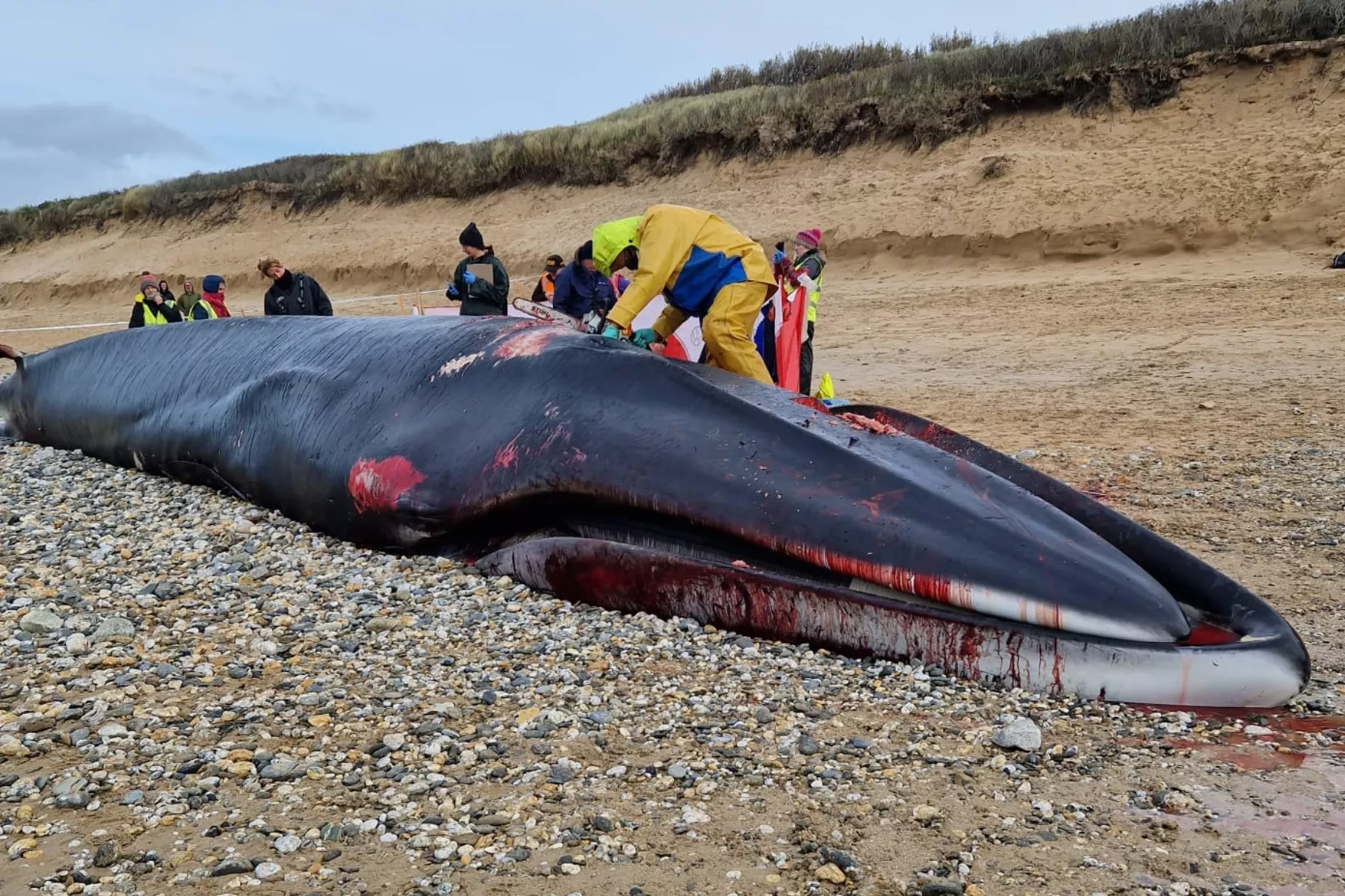 Surfers Discover 52-Foot Fin Whale Washed Up on Beach - Vimarsana News