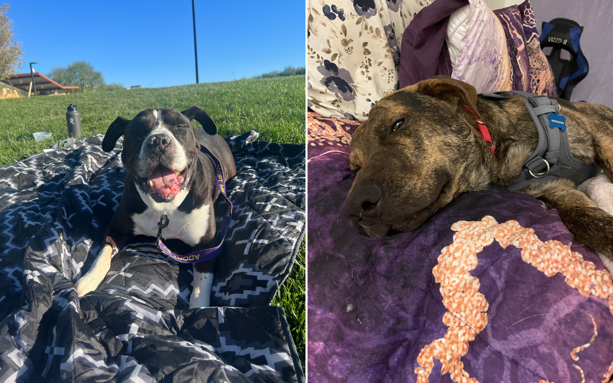 Two rescue dogs with foster carers.