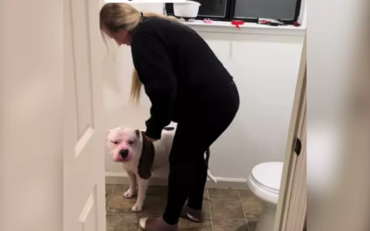 Pet Owner Reveals What She Did After Dog Began 'Swelling Up Out Of Nowhere' - Vimarsana News