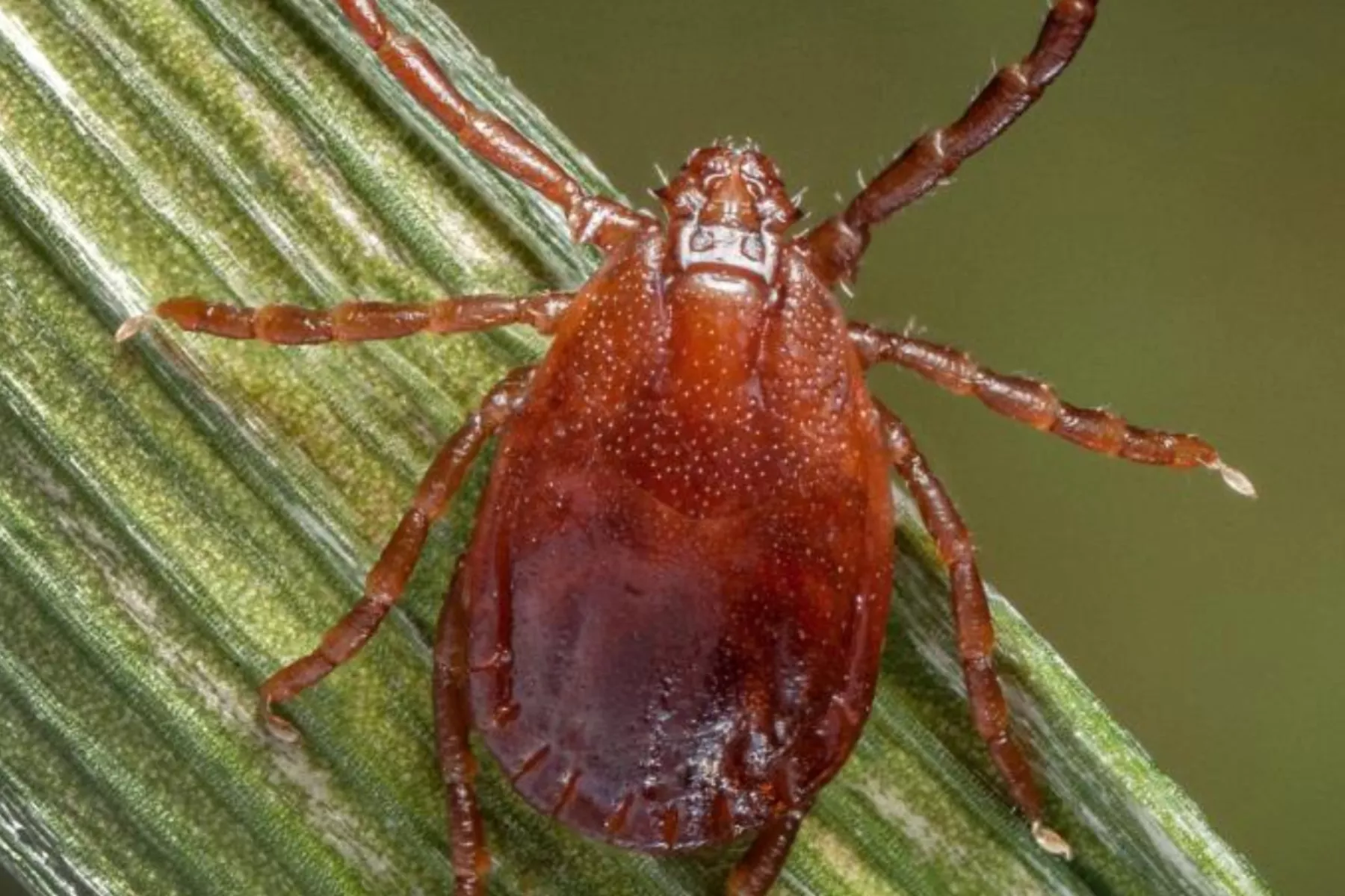CDC Rings Alarm As Cow-Killing Ticks Spread to 19 States - Vimarsana News