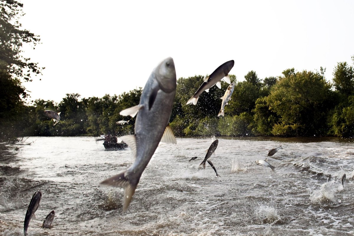 Silver carp leap from an Illinois river
