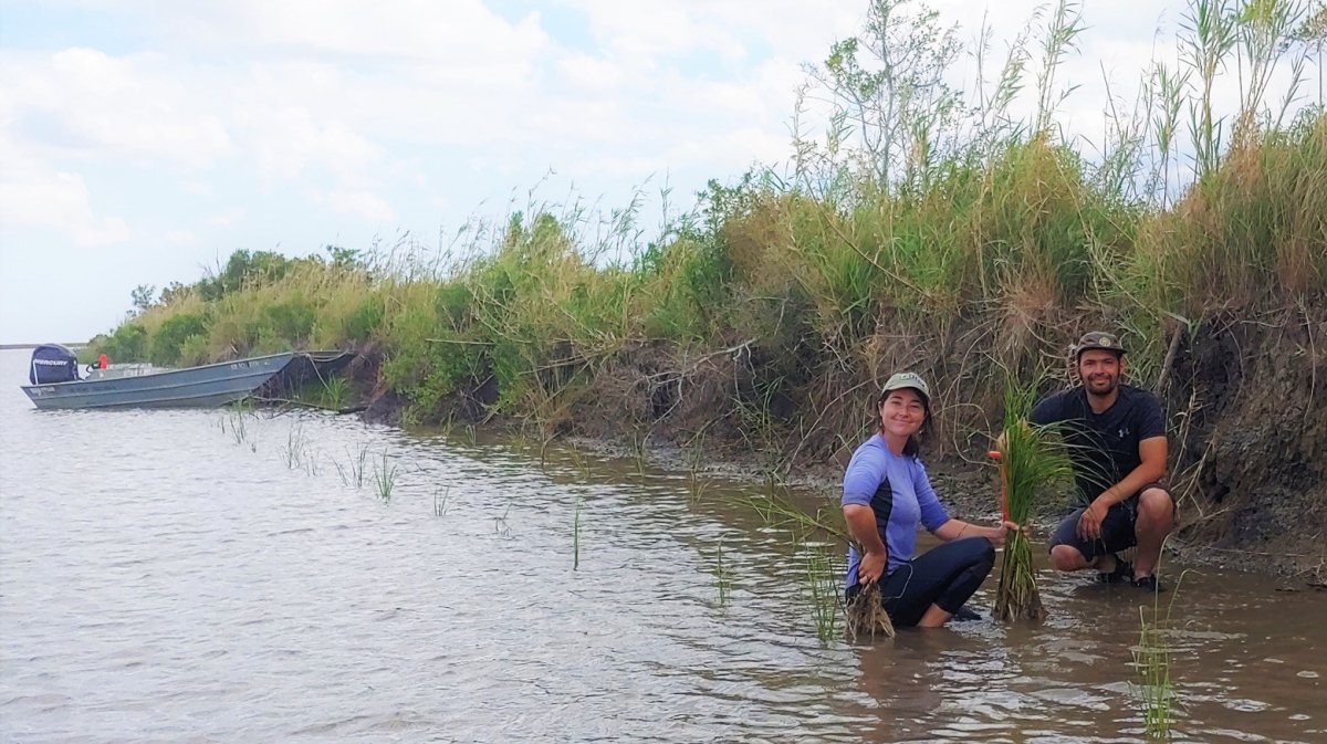 Marsh grass planting restoration Benitez Louisiana