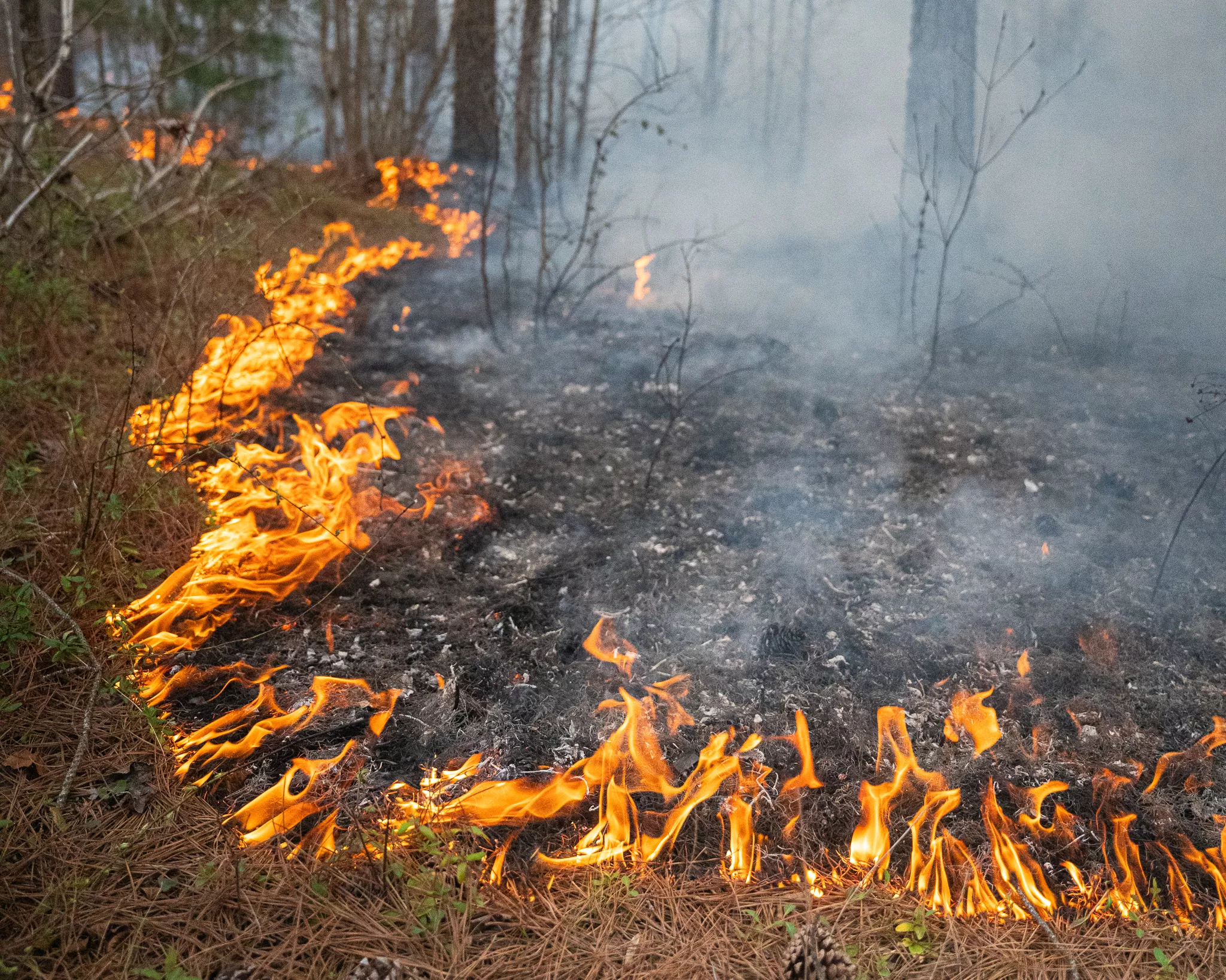 Matts Creek Wildfire Map: Update Shows Virginia Blaze Spreading - Vimarsana News