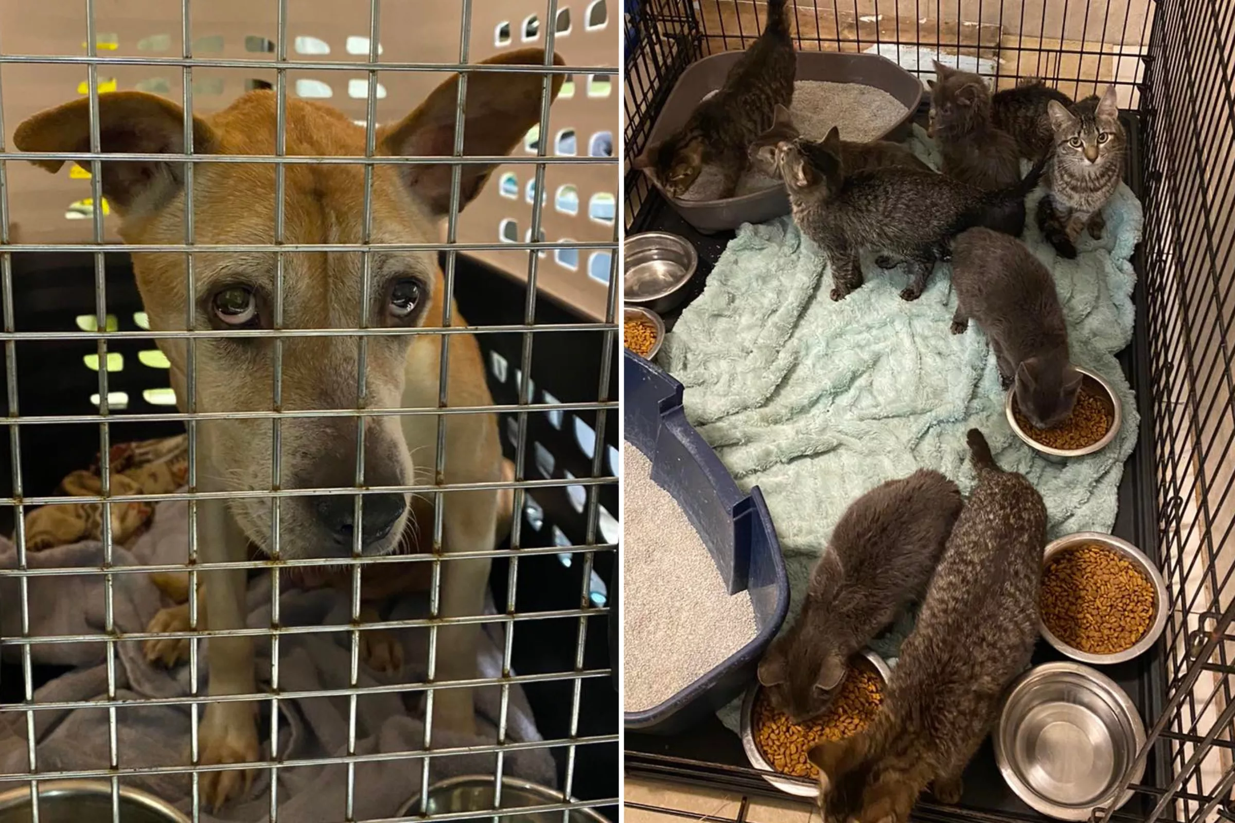 Elderly Dog and Over 22 Cats Dumped at Pennsylvania Shelter's Doorstep - Vimarsana News