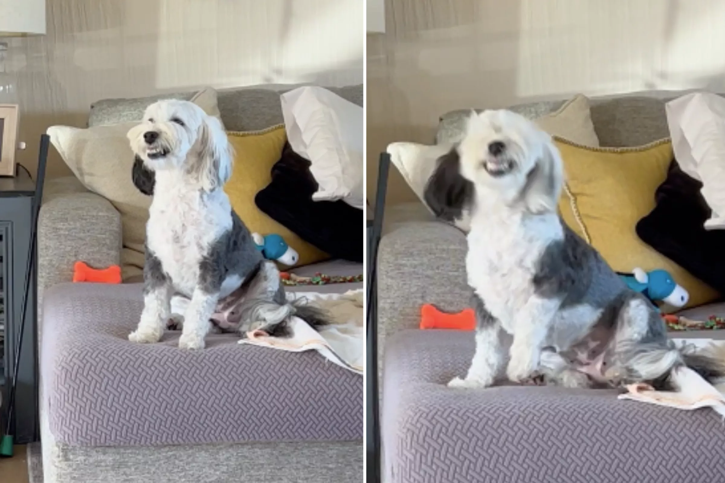 Dog Who Smiles and Sneezes at the Same Time When Happy Wins Pet of the Week - Vimarsana News