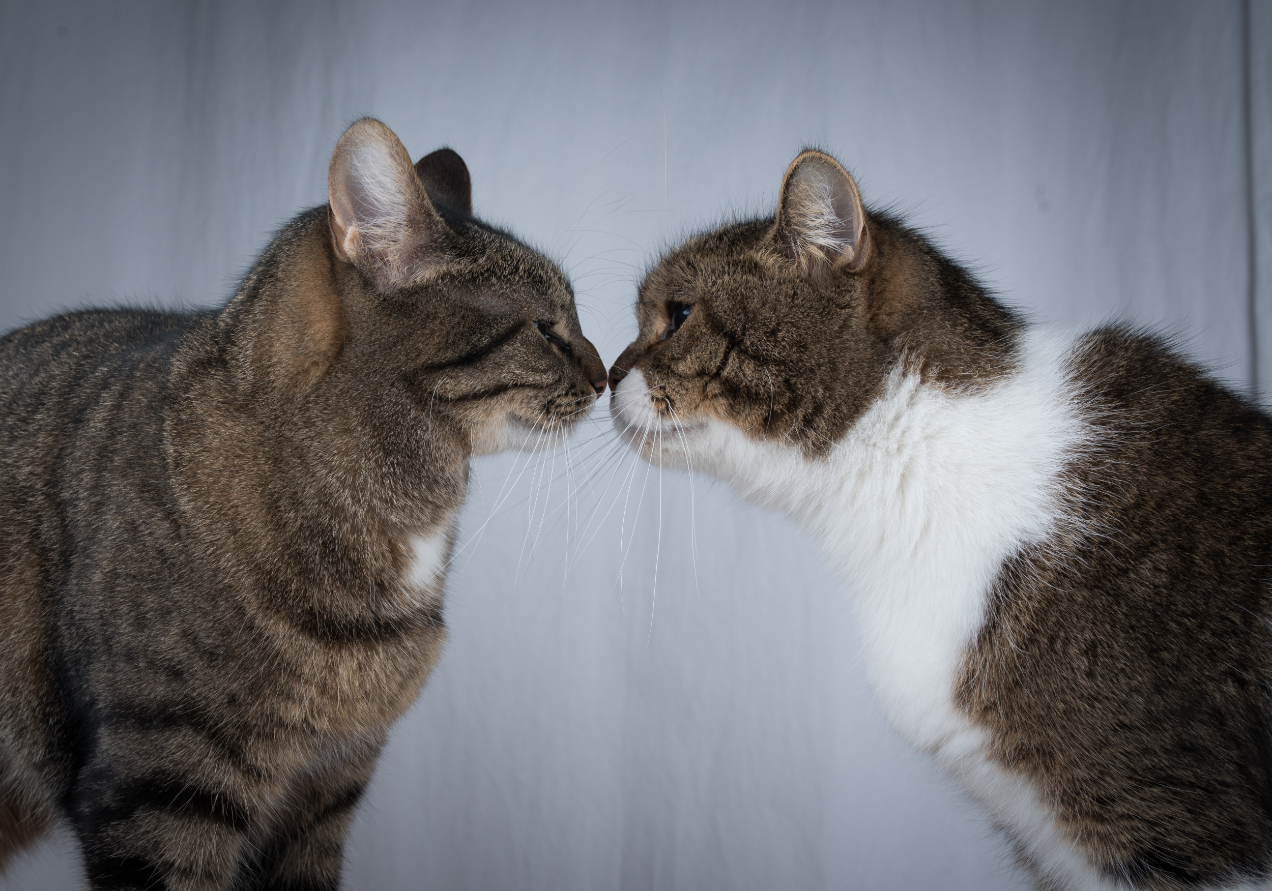 Scientists Discover How Cats Communicate - Newsweek