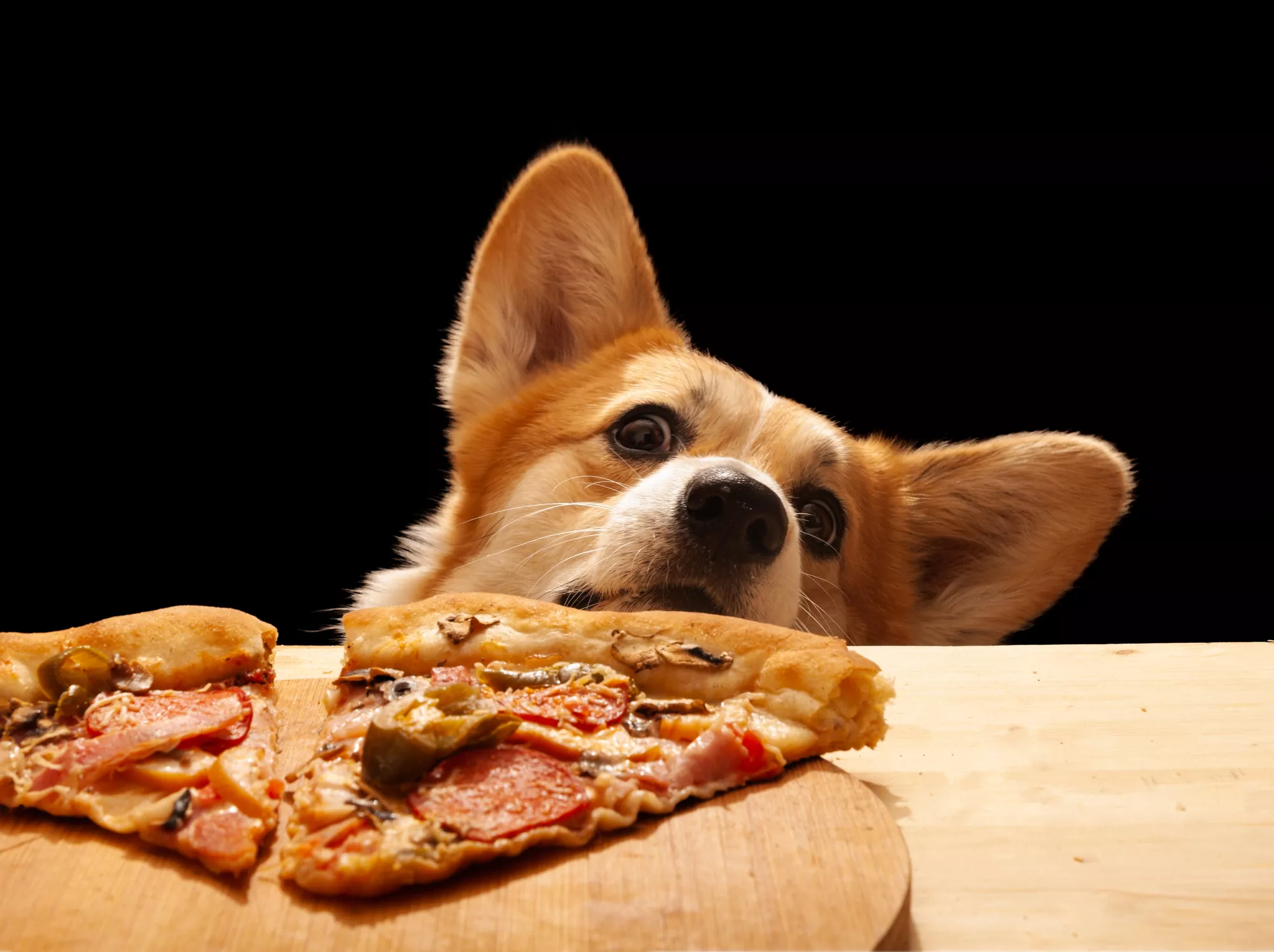 Hilarious Reason Dog Stops at Same Spot Every Day for 37 Weeks - Vimarsana News
