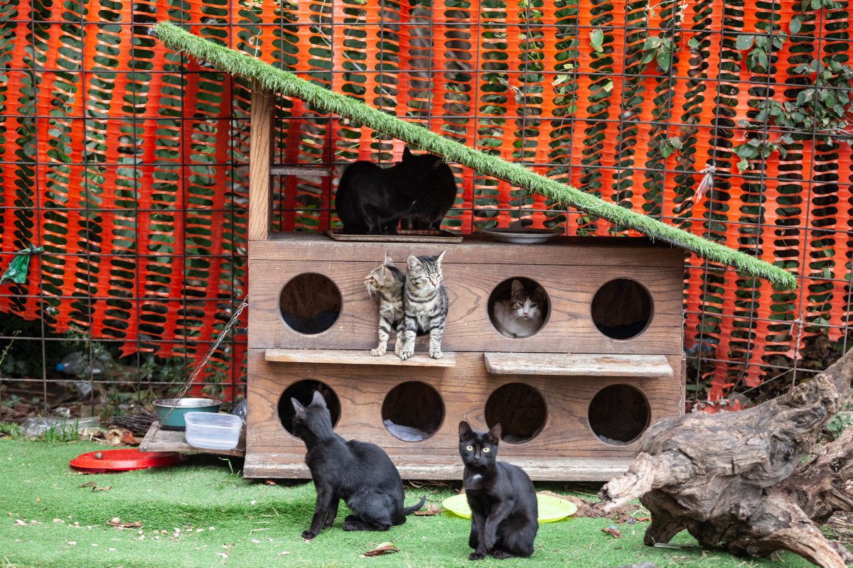 Cats playing outdoors in cat house. 