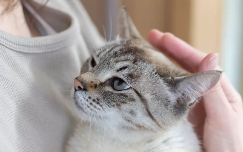 The 3 Signs Your Cat Thinks You Are Mom or Dad, According to a Veterinarian