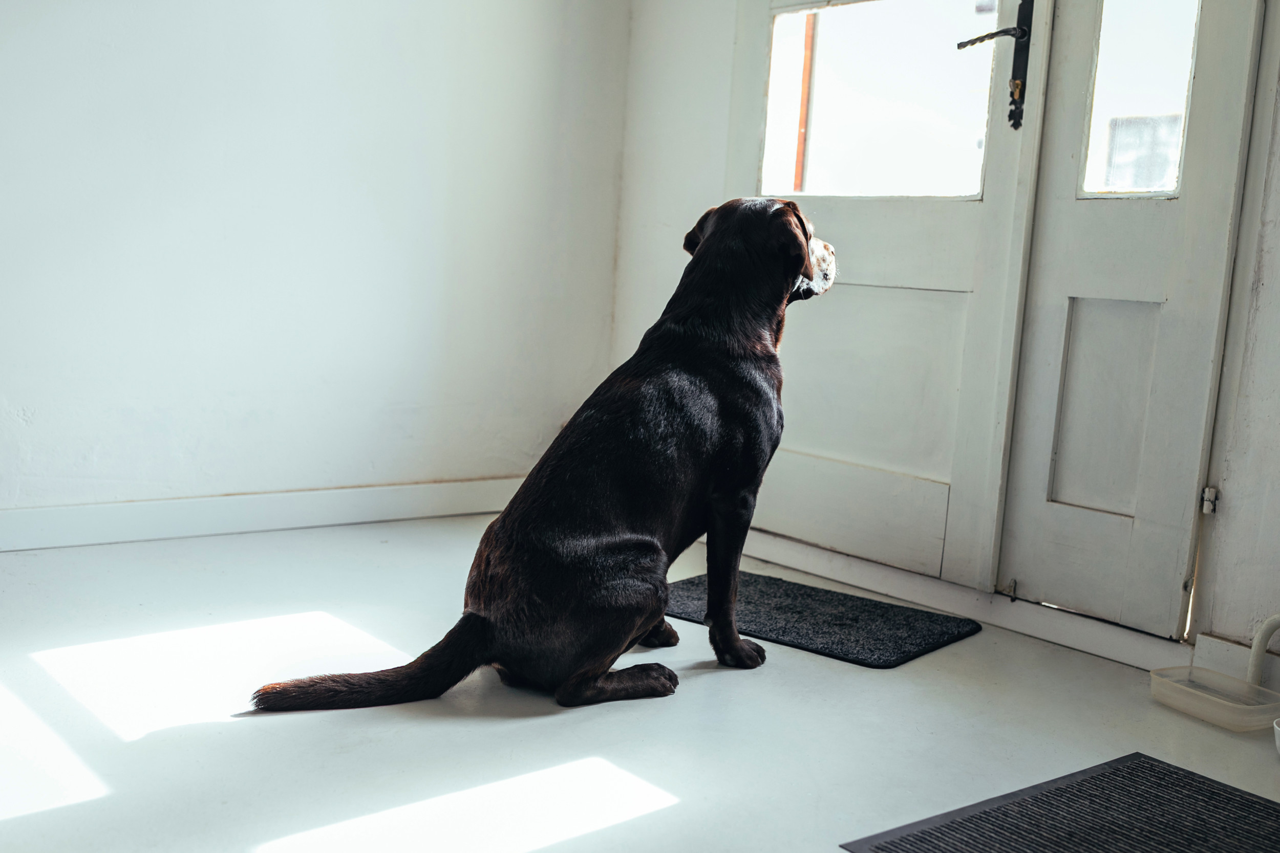 Tears at Dog s Reaction After Being Surrendered to Shelter After 2