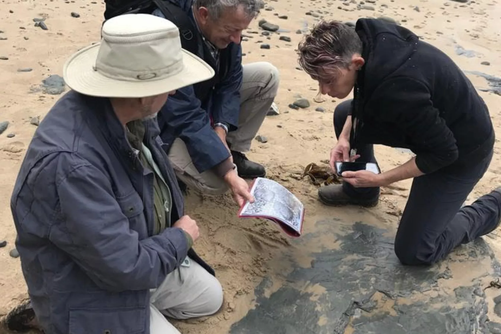 Researchers Discover Bird Footprints Made 120 Million Years Ago - Vimarsana News