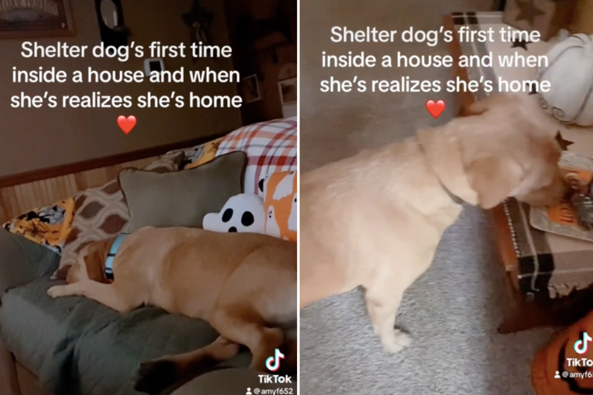 Shelter dog's first time in house