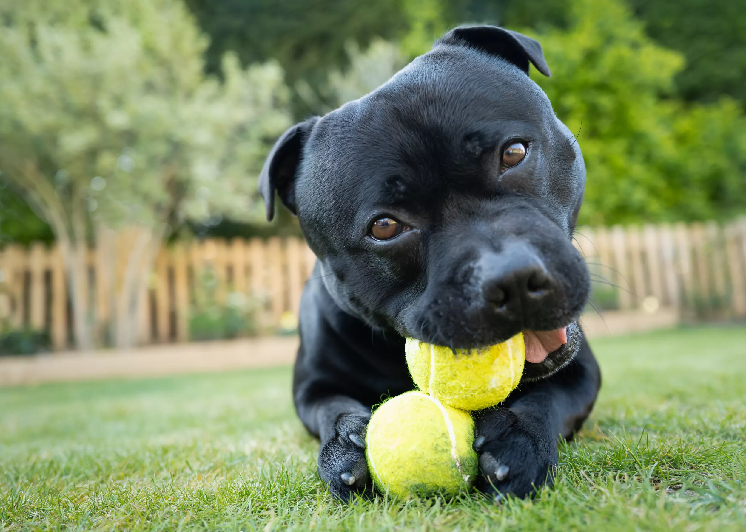 Laughter at Dog's Way of Overcoming Boredom: 'Quite a Catch' - Vimarsana News