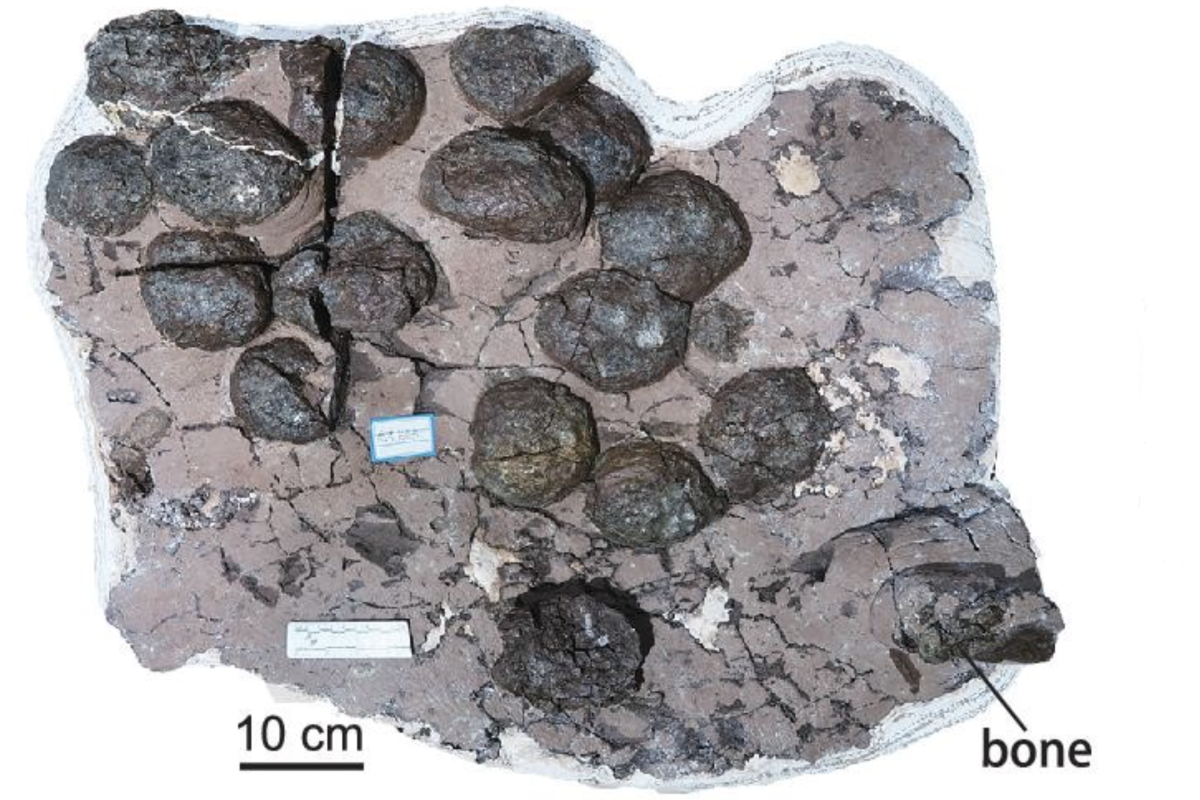 A clutch of dinosaur eggs