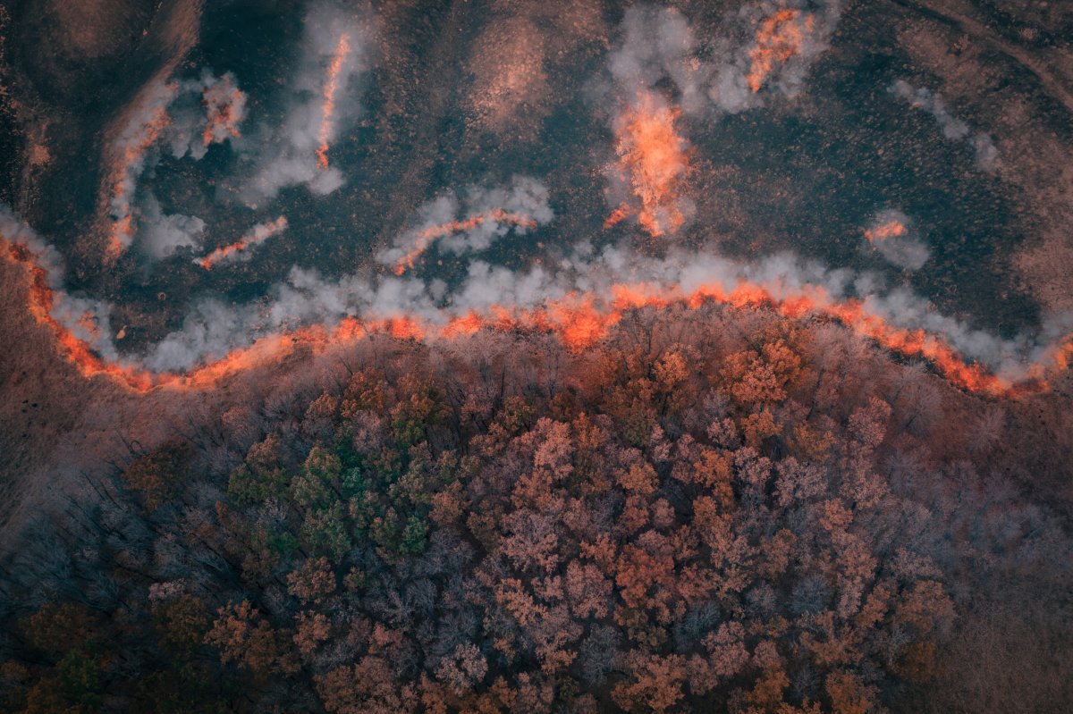 Incendie de forêt 