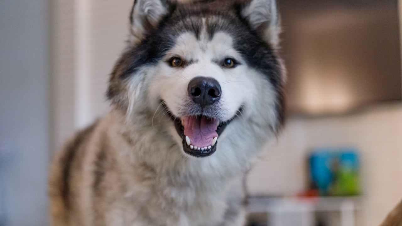 Can You Have A Husky And A Bunny Together