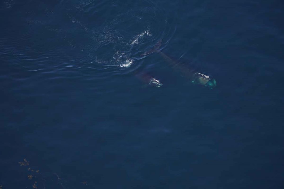 Extremely Endangered Whales Spotted Gathering off the Maine Coast