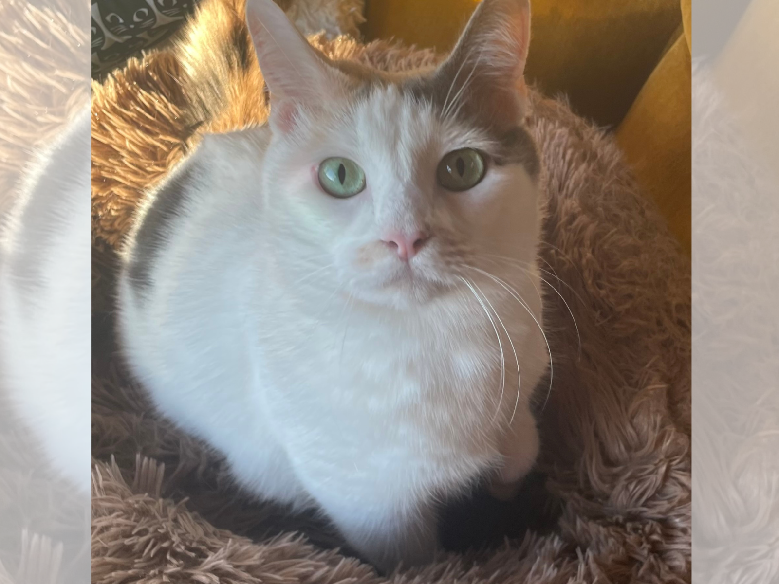 Six years hotsell in cat years