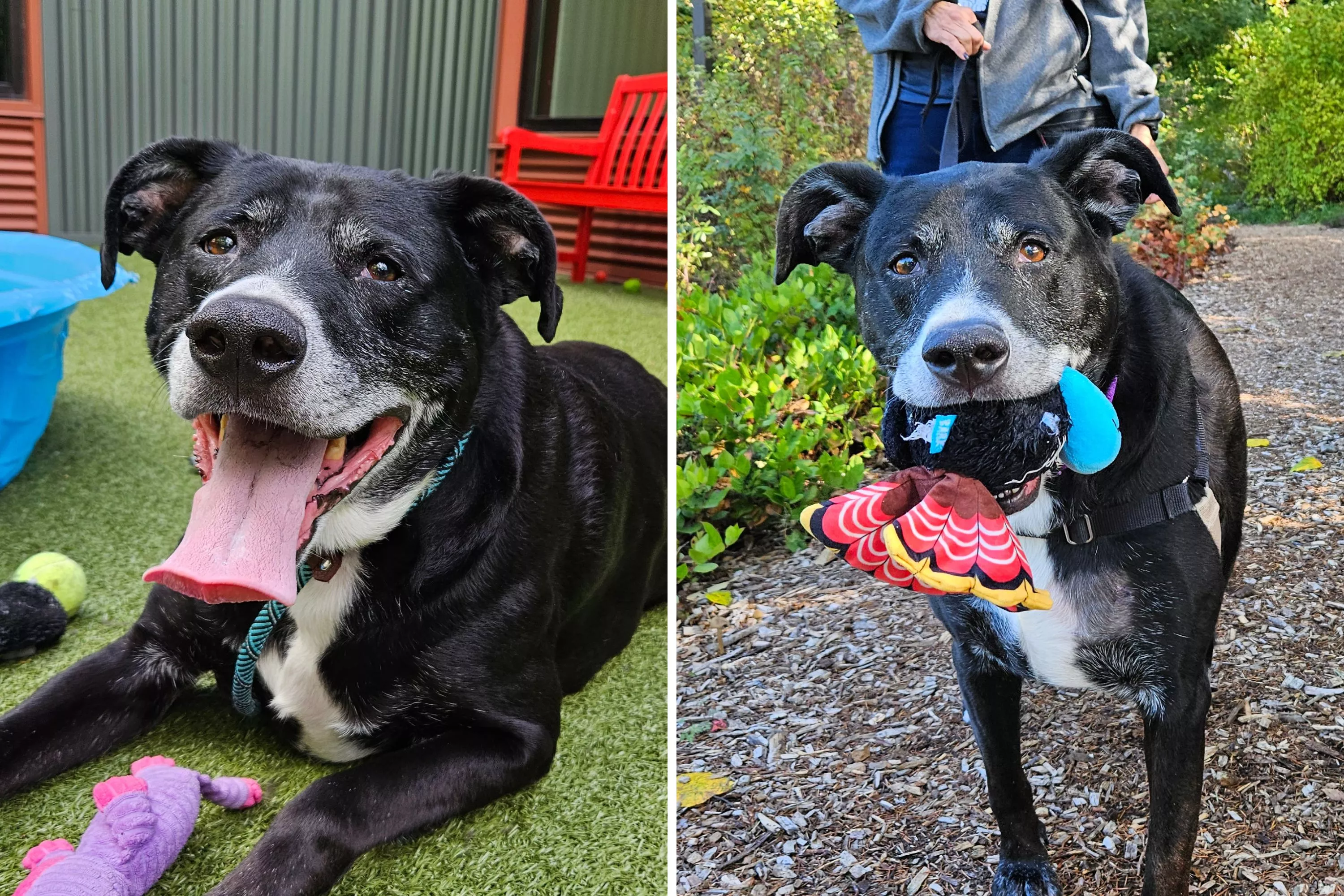 Hearts Break as Dog Returned to Shelter Where He Was Adopted 10 Years Ago - Vimarsana News