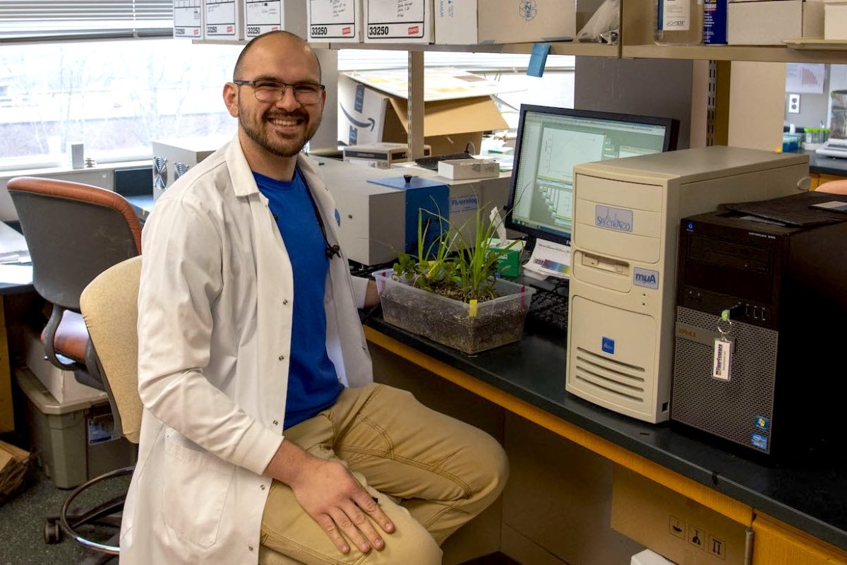 Researcher Rob Sears with bioengineered potato plant