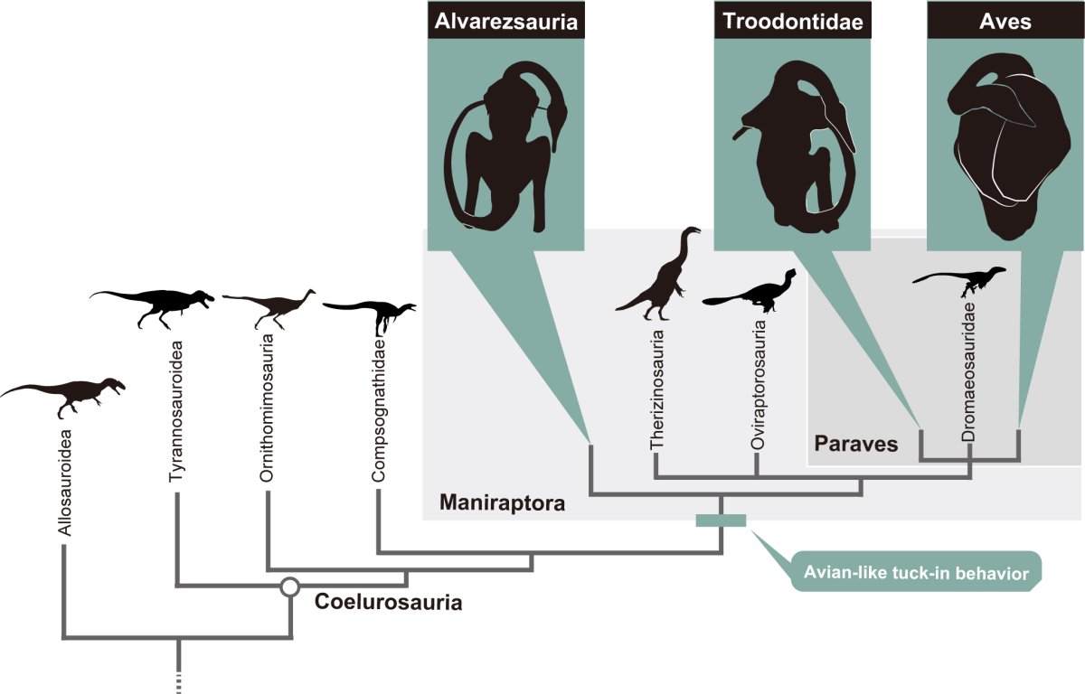 Diagram of theropod dinosaur relationships