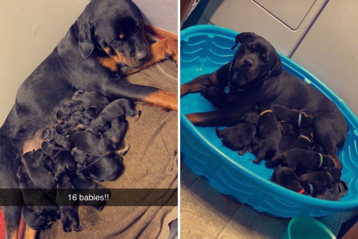 Rottweiler has 16 puppies