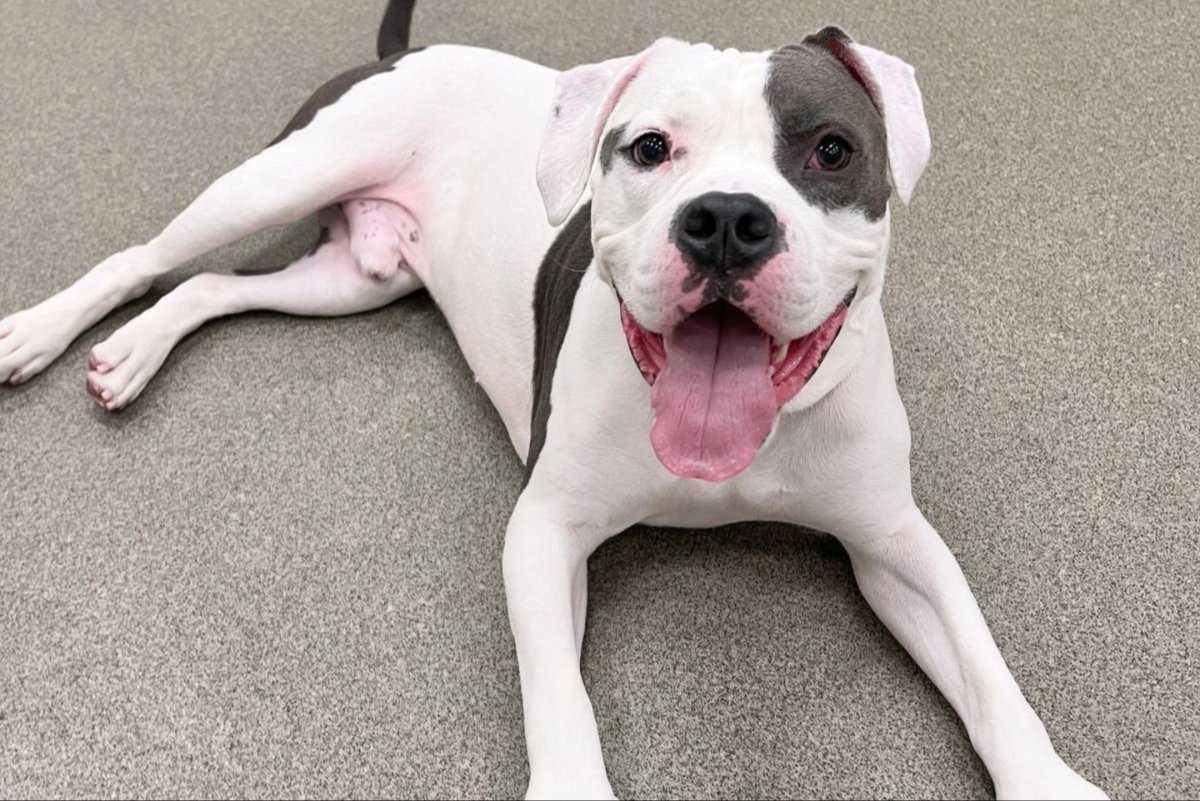A photo of Elvis the dog