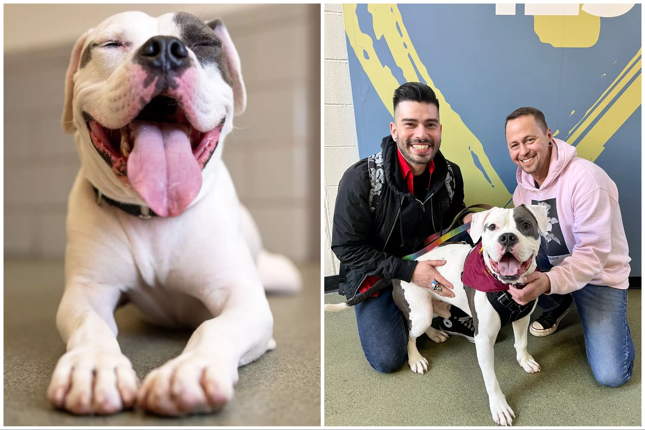 Dog Elvis Overlooked by Adopters Finds Home With Impersonator of The King - Vimarsana News