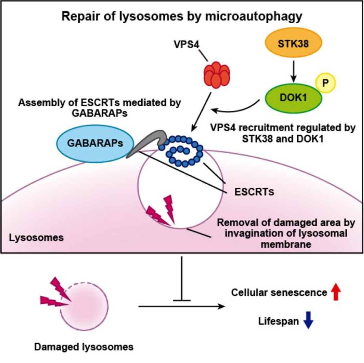 Lysosome microauthophagy