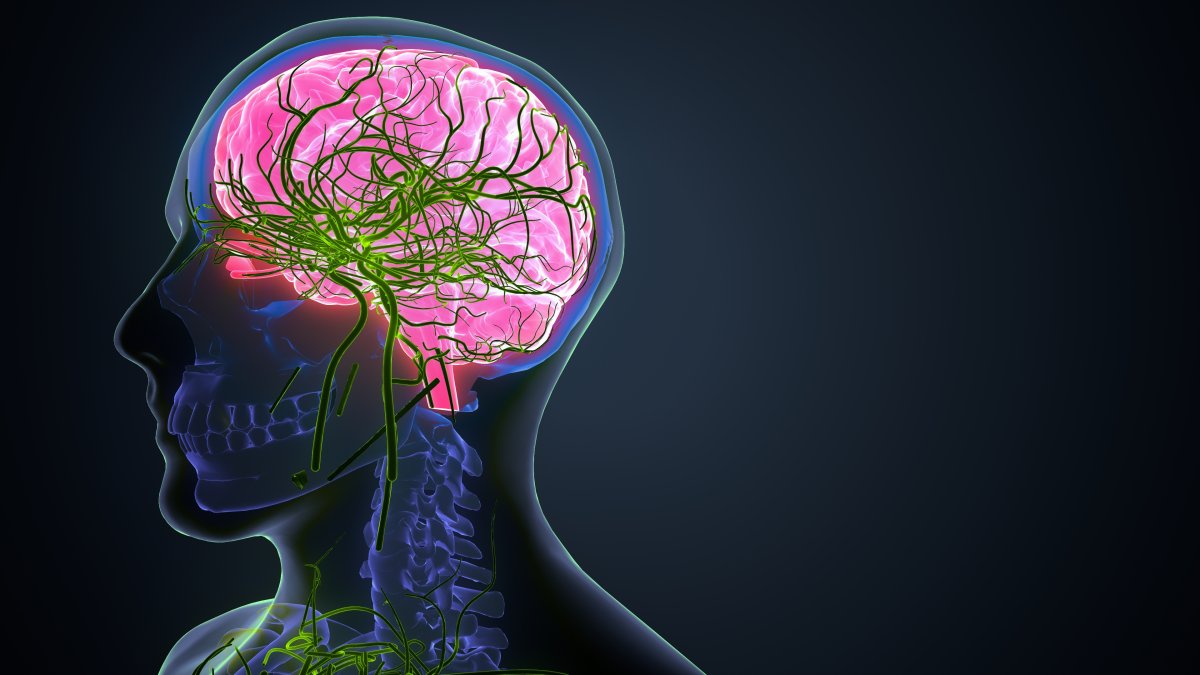 Brain anatomy