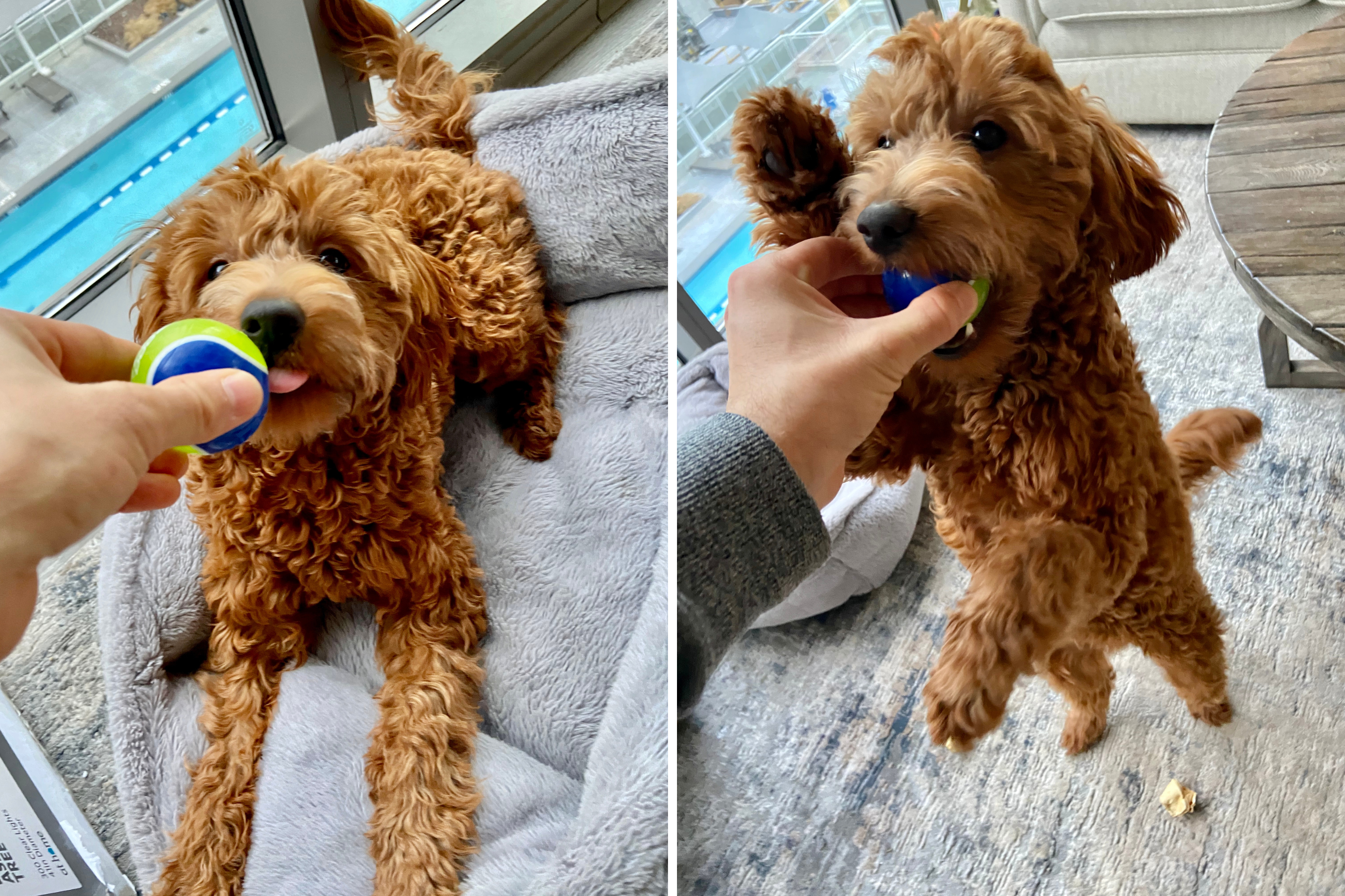 Goldendoodle Struggling to Understand How Toy Works Watched by Over 16M