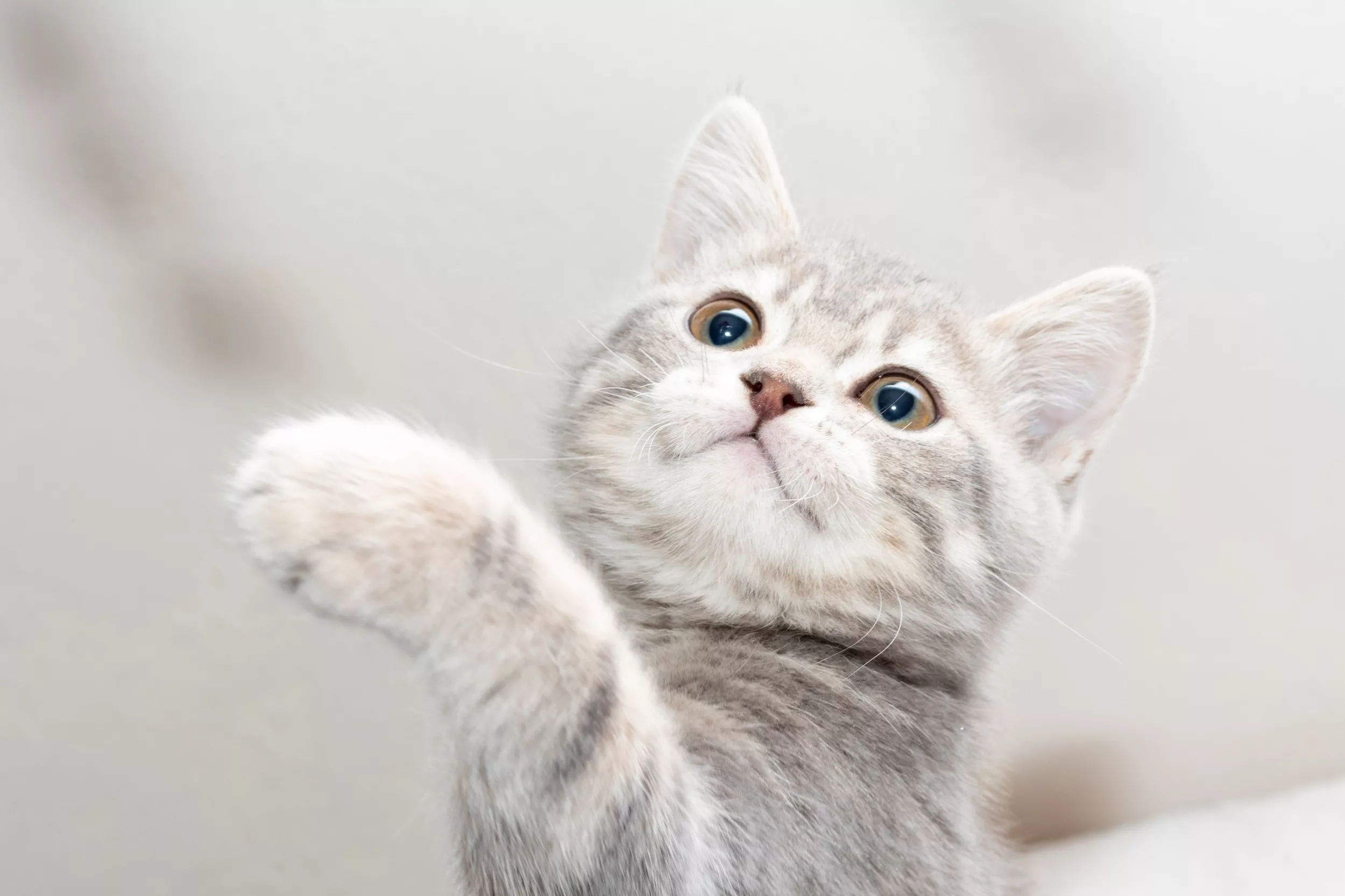 Laughter as Cat Waves Bye to Owner Leaving House: 'I Have Chaos to Unleash' - Vimarsana News