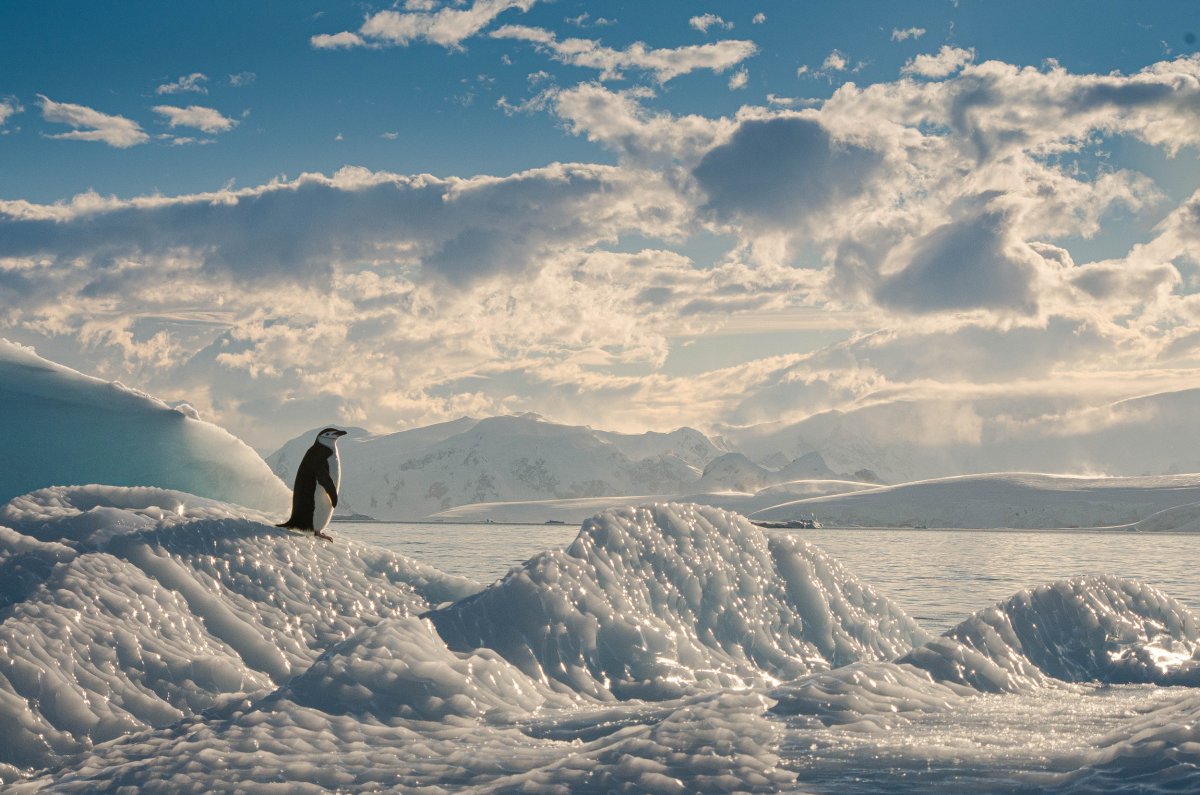 Antarctic