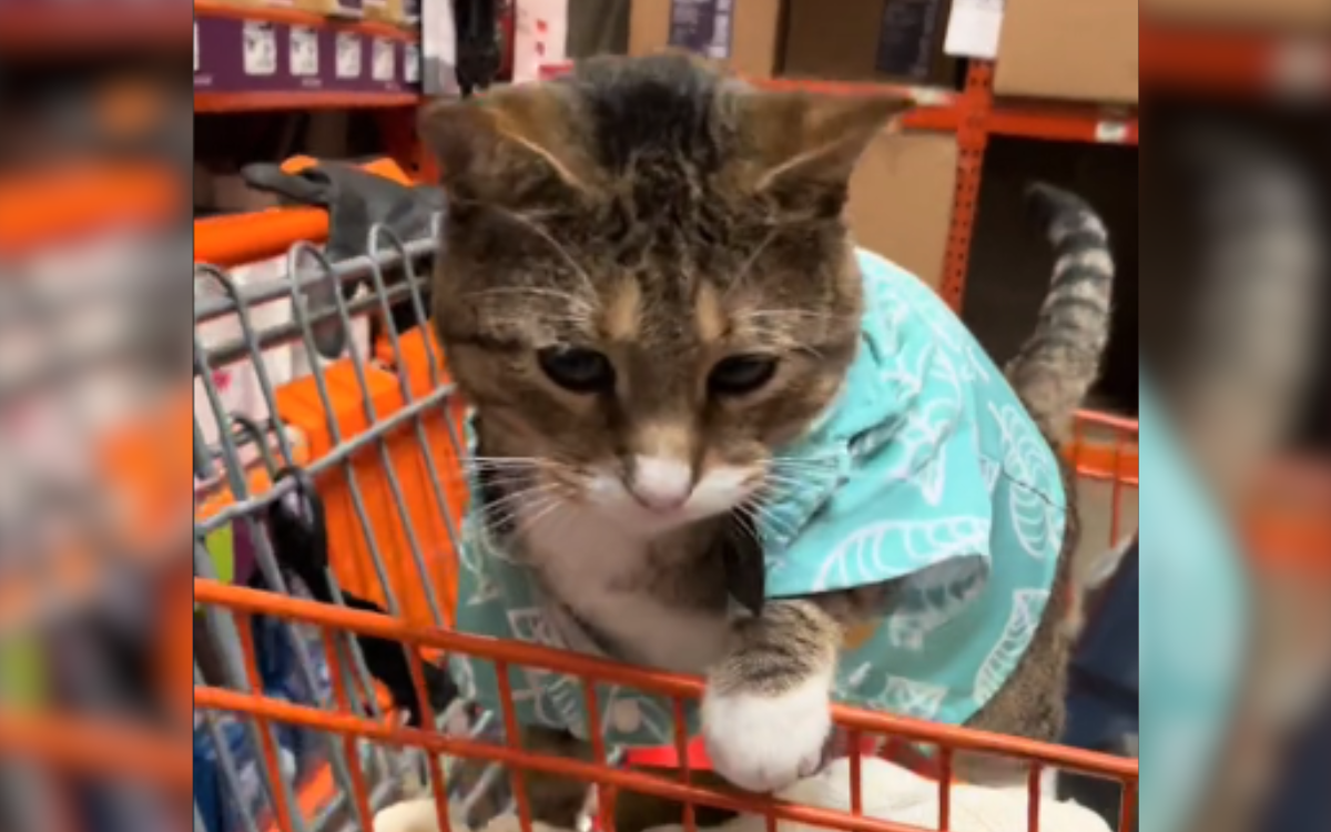 Rescue Cat Finds Forever Home In The Most Unexpected Of Places Newsweek   Leo Cat Home Depot 