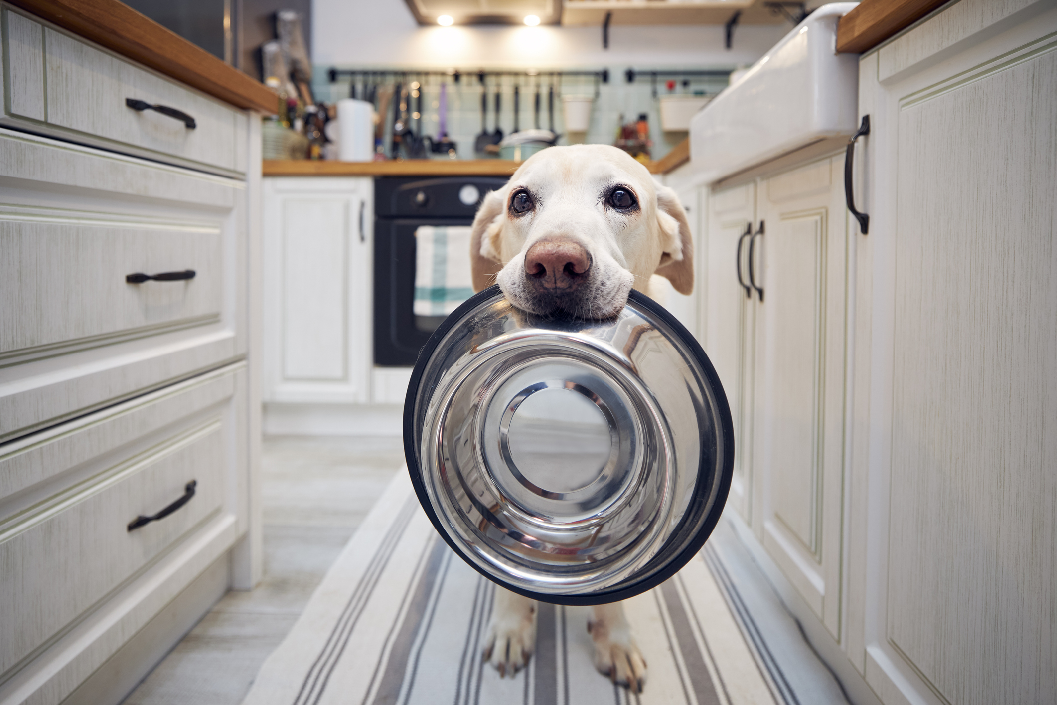 Dog food outlet black friday