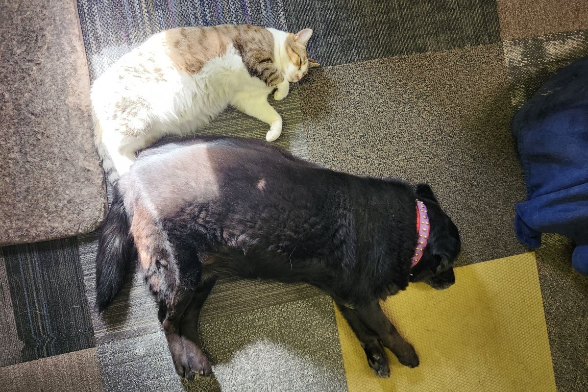 Senior dog sleeping with cat