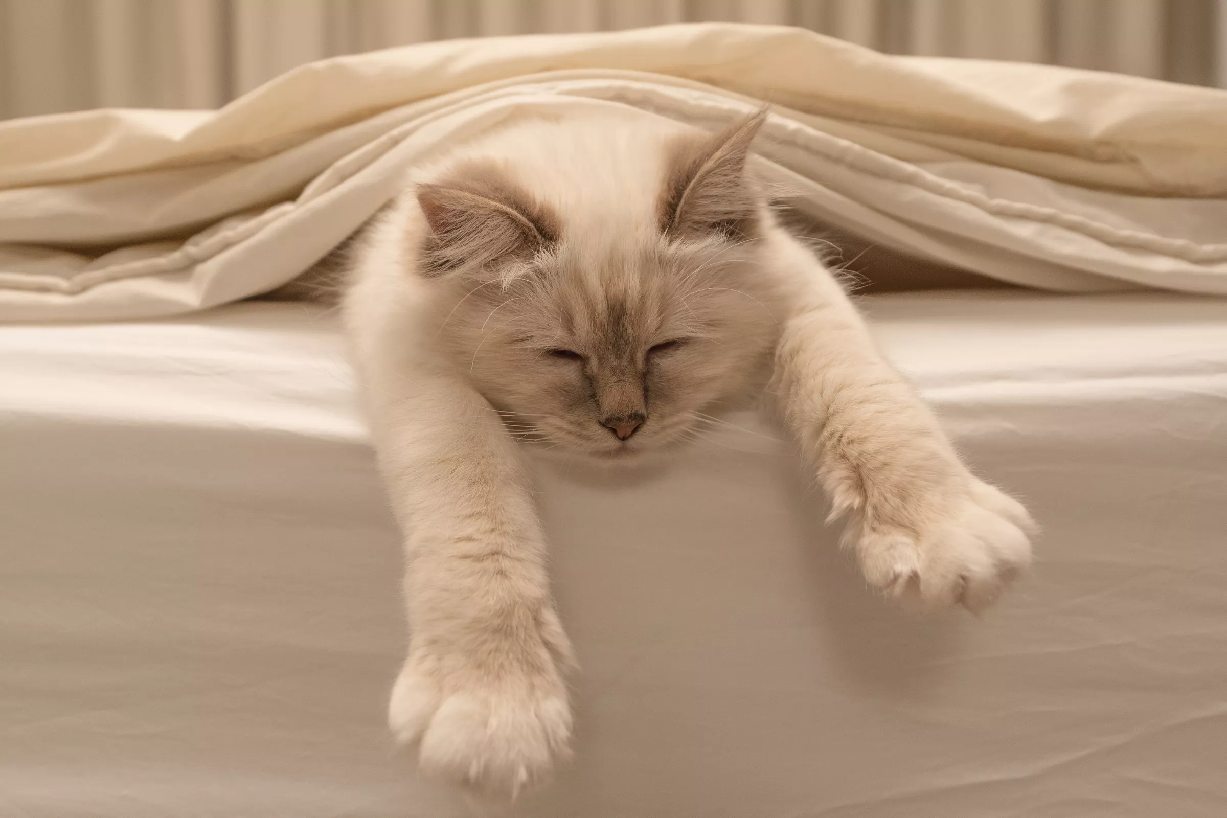 Sleeping Cat 'Chewing' Pop Tart in His Dream Delights Internet - Vimarsana News