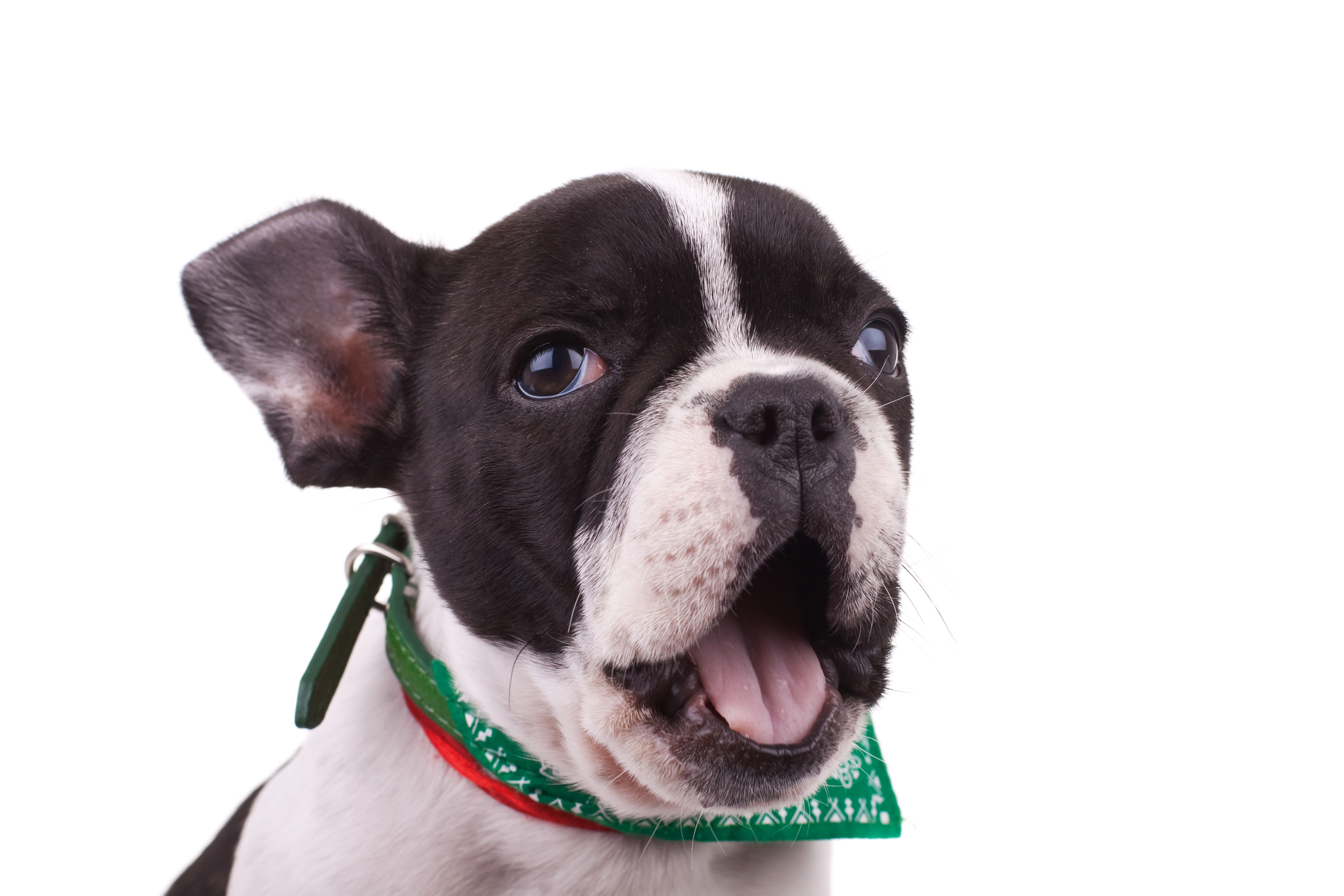 French Bulldog Chatting With Commuters on Busy Subway Delights