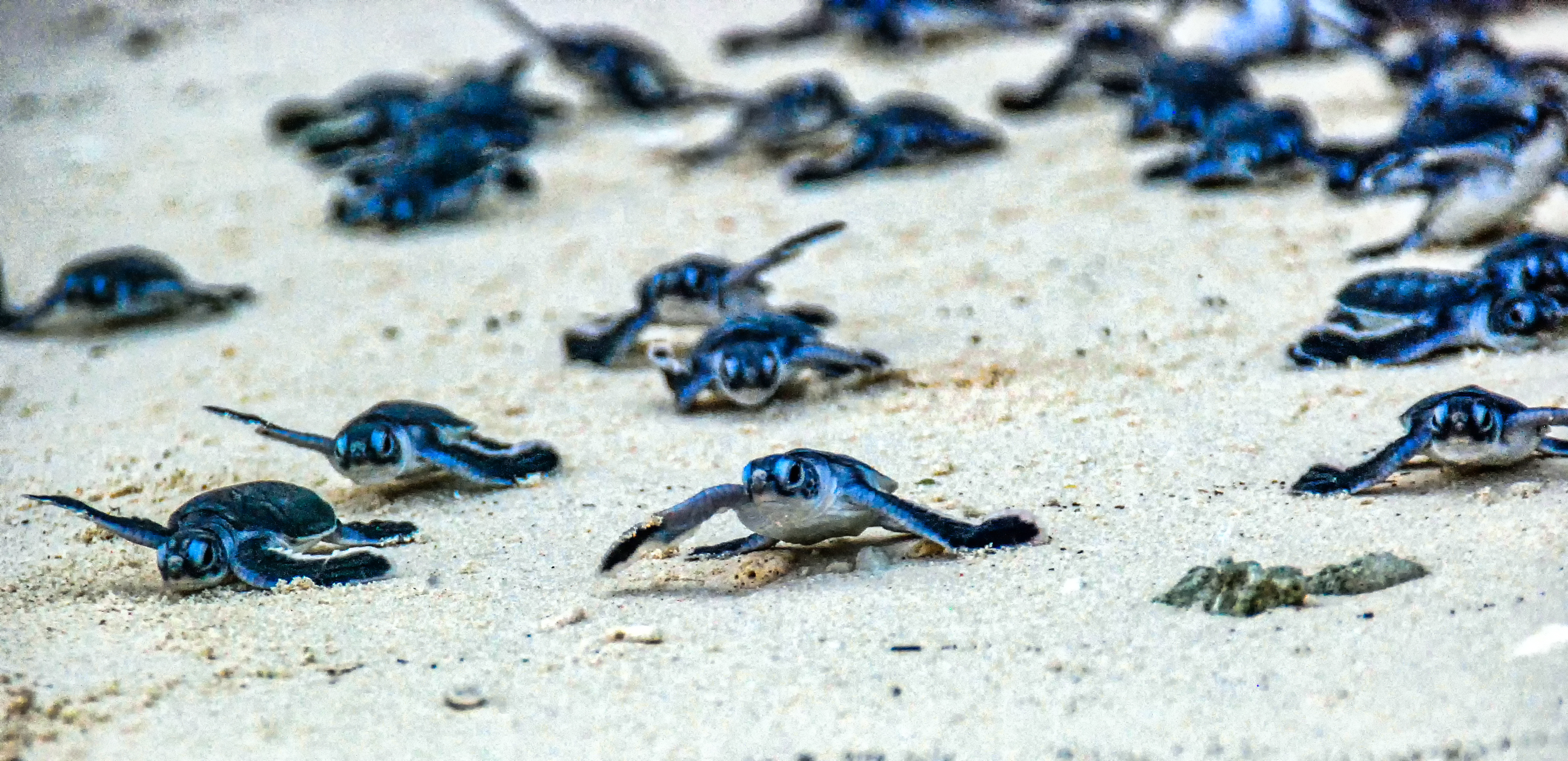 Endangered Sea Turtles Face More Risk As Only 1% of New Hatchlings Are Male