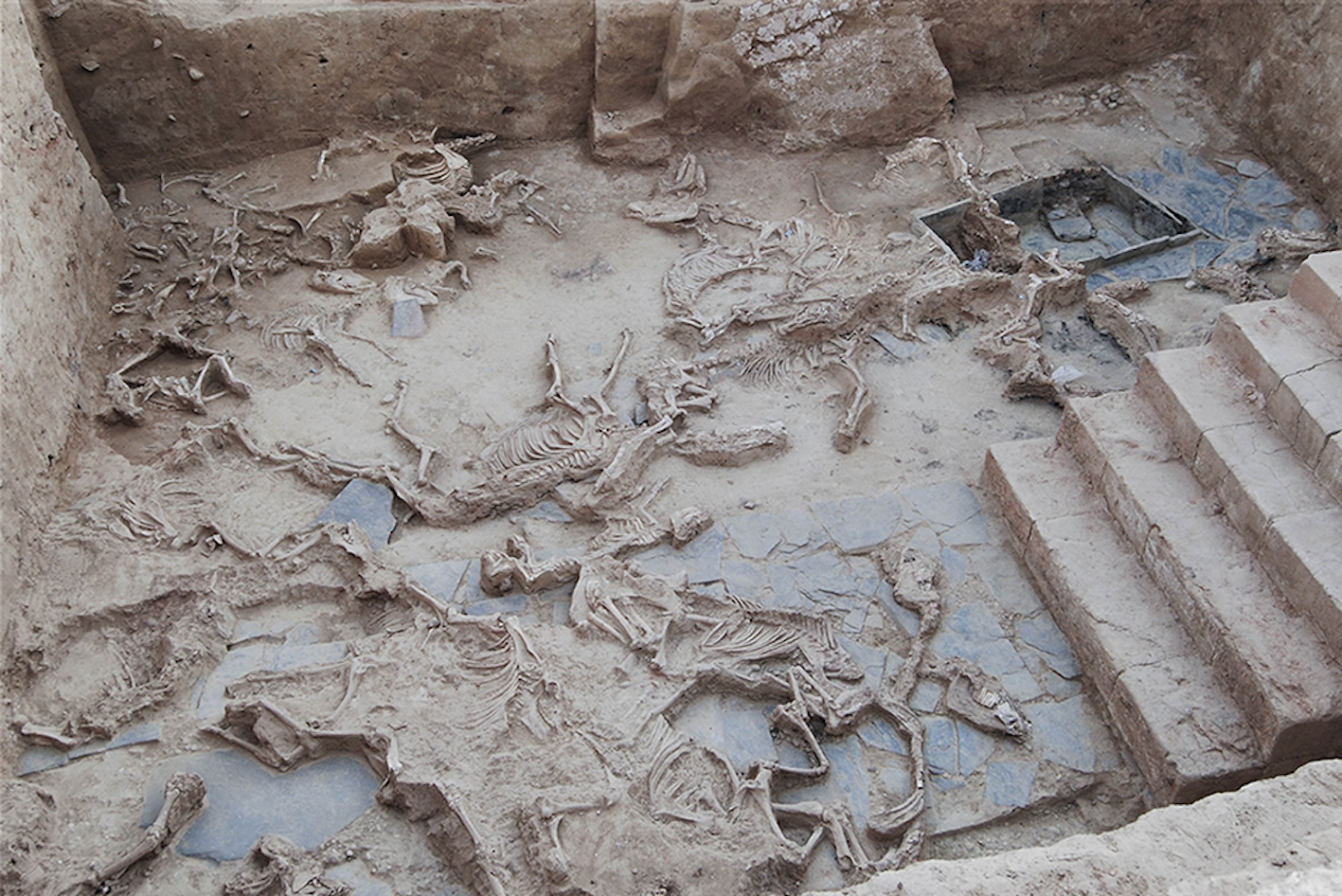 Archaeologists Discover Indicators of Mass Animal Sacrifices at 2,500-12 months-Previous Website
