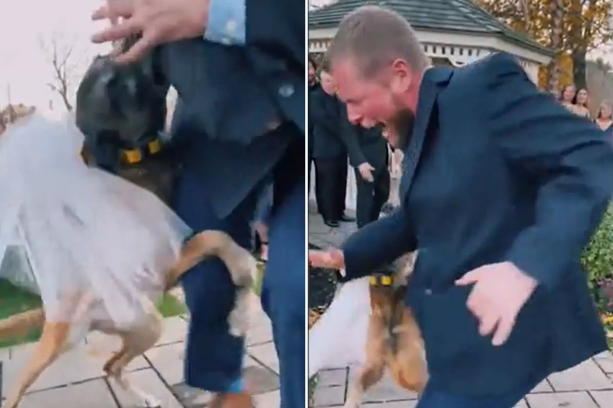 You'll Never Guess Why This Dog Attacked Wedding Guest—'Not on My Watch' - Vimarsana News