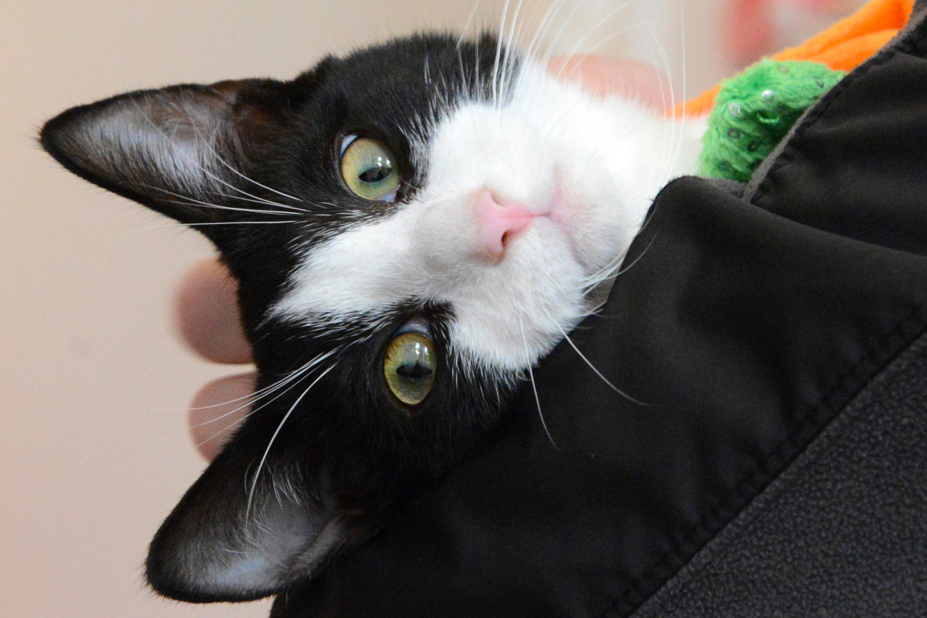 What Happens When 3 Kittens Board 10-Hour Flight to the US