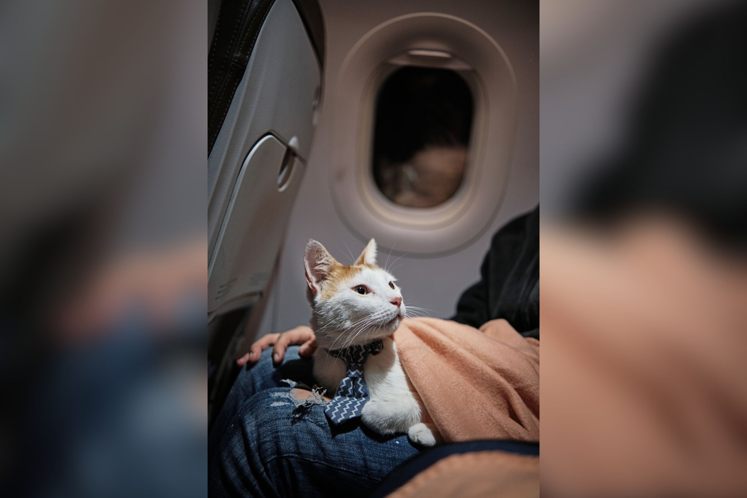 Cat orders on plane